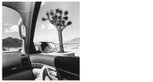 Lee Friedlander, California, 2008 From America by Car series Gelatin silver print, 37.5 × 37.5 cm Courtesy Fraenkel Gallery, San Francisco © Lee Friedlander, courtesy Fraenkel Gallery, San Francisco Lee Friedlander, California, 2008 From America by Car series Gelatin silver print, 37.5 × 37.5 cm Courtesy Fraenkel Gallery, San Francisco © Lee Friedlander, courtesy Fraenkel Gallery, San Francisco