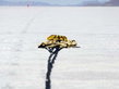 Bonneville Salt Flats Challenge: Rekordjagd Bonneville Salt Flats Challenge: Rekordjagd