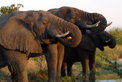 Ulusaba Game Reserve: Expedition ins Tierreich