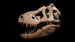 Bonhams versteigert T-Rex „Samson“ in Las Vegas Bonhams versteigert T-Rex „Samson“ in Las Vegas