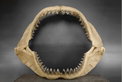 Bonhams versteigert T-Rex „Samson“ in Las Vegas Bonhams versteigert T-Rex „Samson“ in Las Vegas