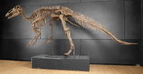 Bonhams versteigert T-Rex „Samson“ in Las Vegas Bonhams versteigert T-Rex „Samson“ in Las Vegas