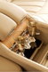 Bentley Mulsanne Executive Interior: Big Business